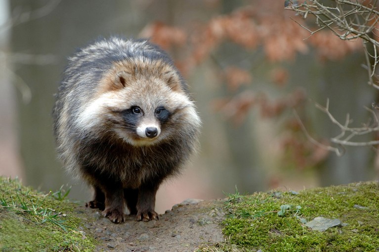 A raccoon dog pauses of a grassy verge in Germany.