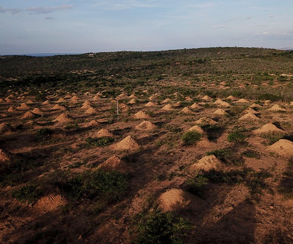 Giant termite mounds cover a field near Palmeiras, Brazil.