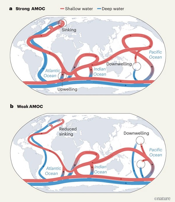 An infographic showing a worldwide ocean-current system called the Atlantic Meridional Overturning Circulation (AMOC)in two scenarios: one strong and one weakened by the effects of climate change.