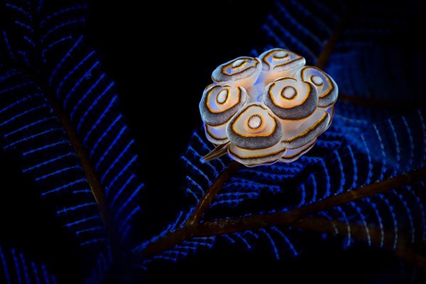 A photograph of Doto greenamyeri, a type of sea slug. The slug has six ring-shaped structures called cerata on its back, which look like upside-down button mushrooms. The outer rings of these structures are grey, and are lined with fluorescent orange.