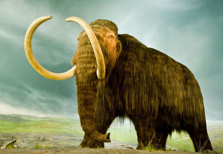 A lifesize reconstruction of a woolly mammoth.