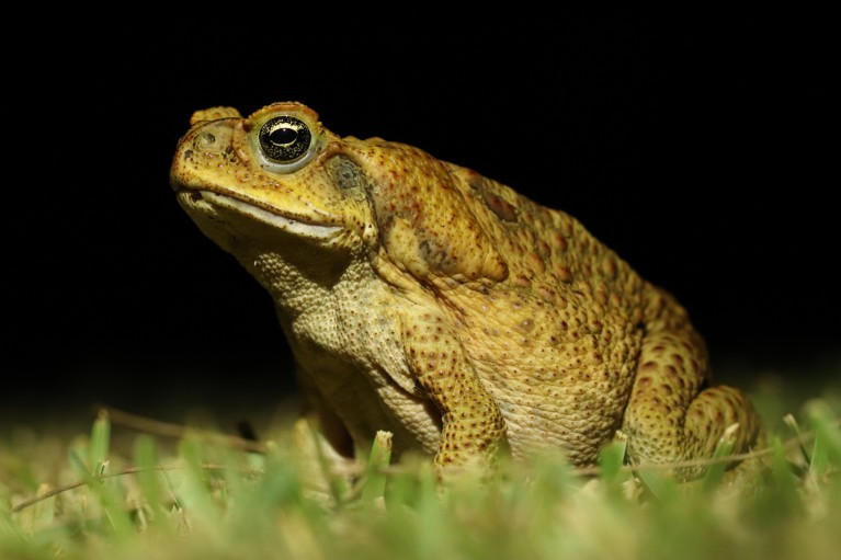 A close-up portrait of a cane toad on grass, photographed with flash