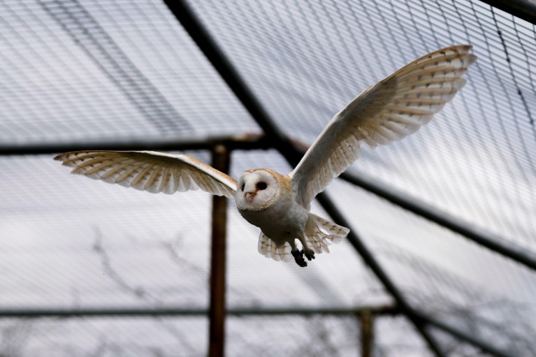 A barn owl with outstretched winds flying through a zoo enclosure