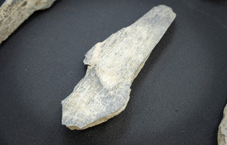 A single, pale bone tool pictured on the black surface of a laboratory bench.