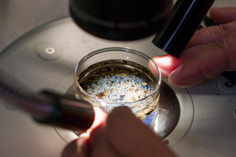 A researcher uses a stereo scope with light shining on the examined sediment sample to identify microplastics.