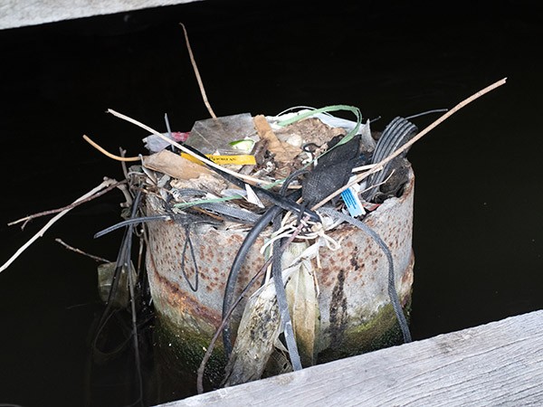 A Eurasian coot’s (Fulica atra) nest built upon a foundation pile out of a variety of sticks and scraps of plastic.