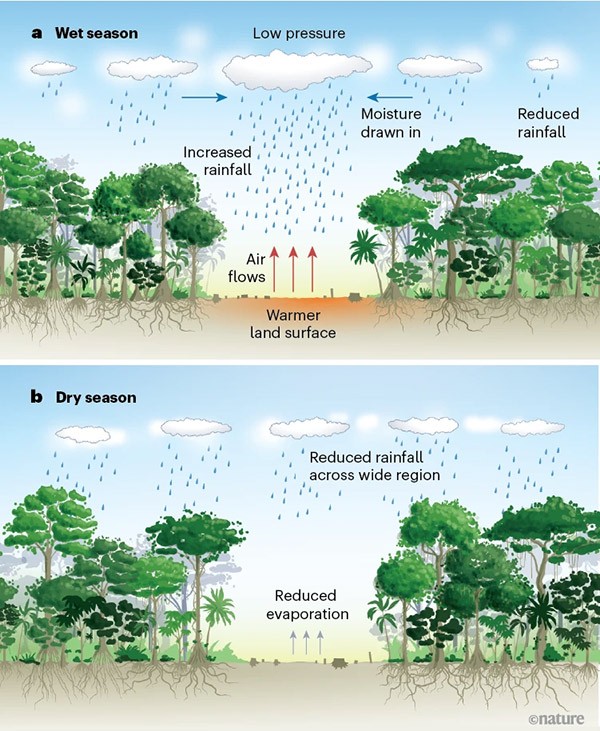 An infographic showing how deforestation affects rainfall patterns in Amazonia.