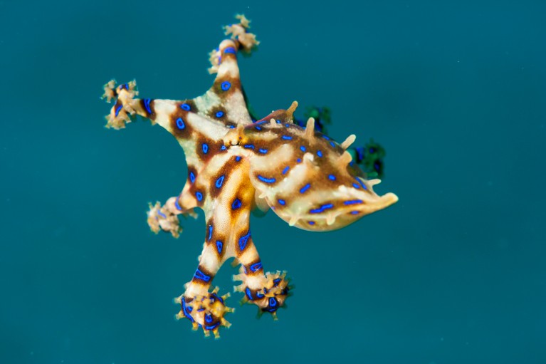 A close-up of a blue-lined octopus swimming freely in the ocean