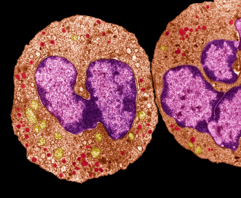 A coloured transmission electron micrograph of circular human neutrophil cells shown in a beige colour, with smaller purple blobs seen inside on a black background