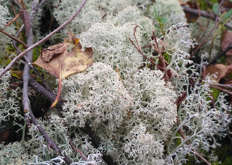 A close up of white Star-tipped Reindeer Lichen with some leaves lying on top of it