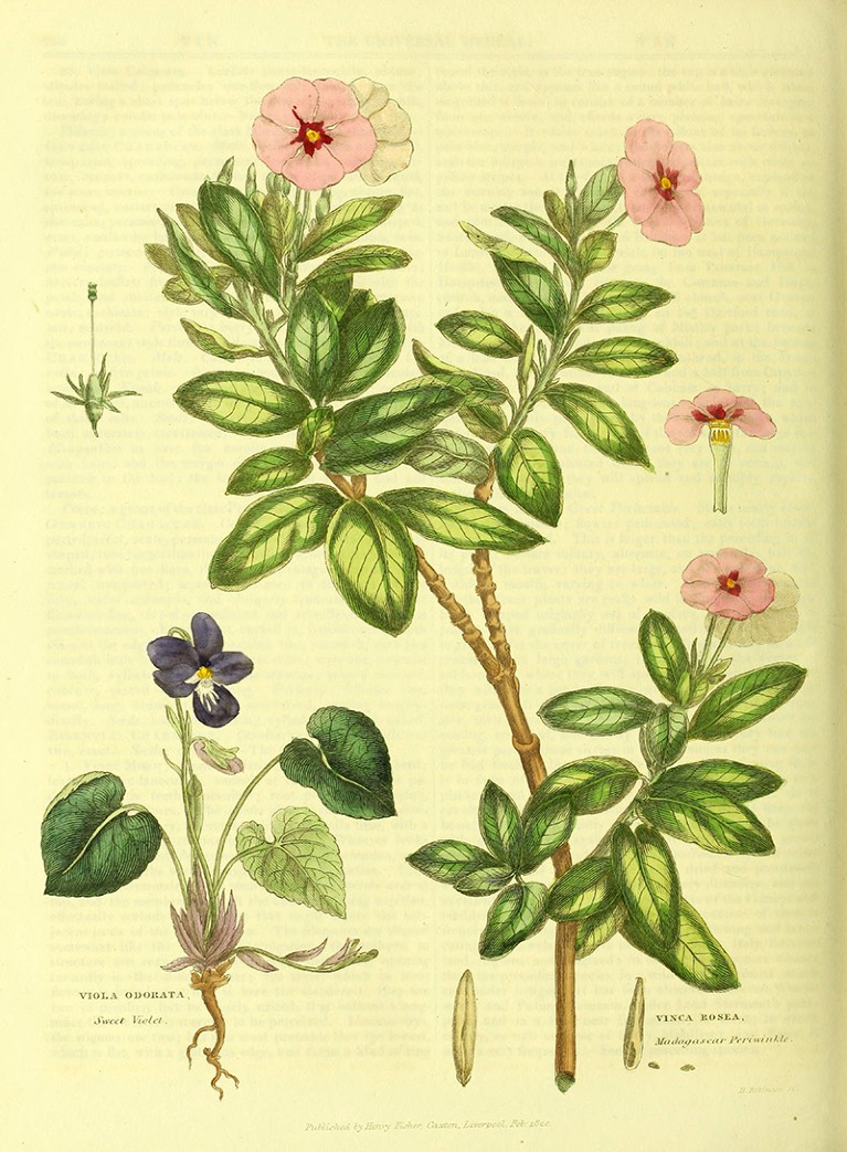 A colour illustration showing both the Sweet Violet plant and the Pink Madagascar Periwinkle