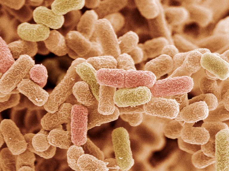 A scanning electron micrograph of rod-shaped escherichia coli bacteria flase-coloured in shades of yellow and pink