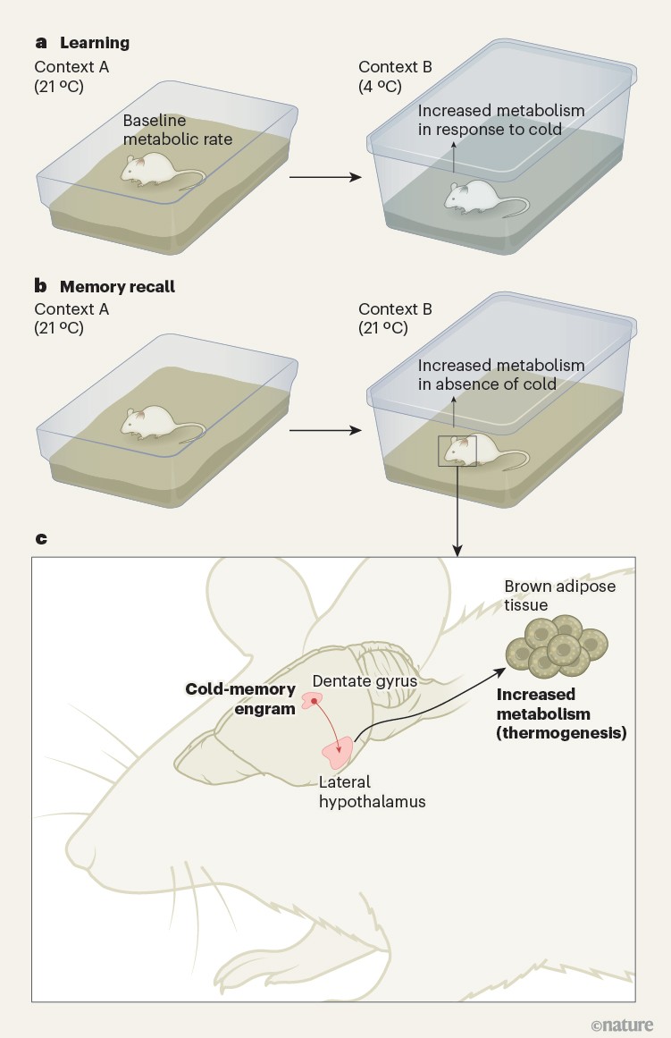 Memories of a cold place trigger bodily responses to warm up | Nature