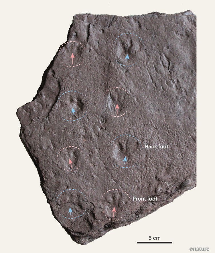 Track record: unexpectedly early reptile claw prints found