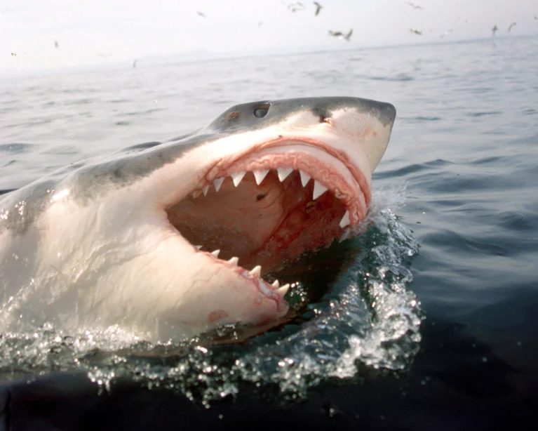 Happy birthday Jaws! How the movie changed shark science