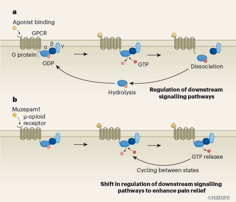 Dogma-defying signalling through G proteins could lead to better pain ...