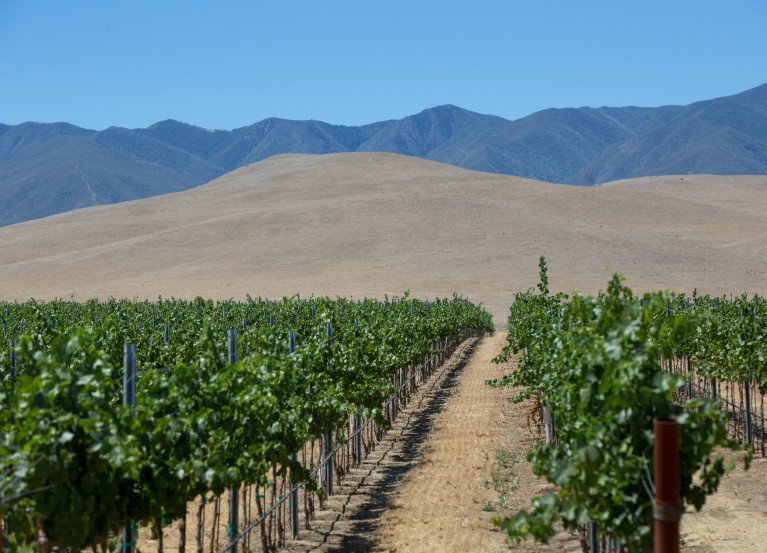 Lines of green grapevines owned by Harvard University in the arid hills of California.