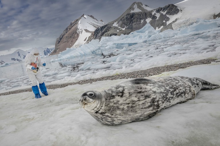 Wearing white coverall PPE Buse Tugba Zaman collects samples from a frozen icy landscape while a seal lounges nearby.