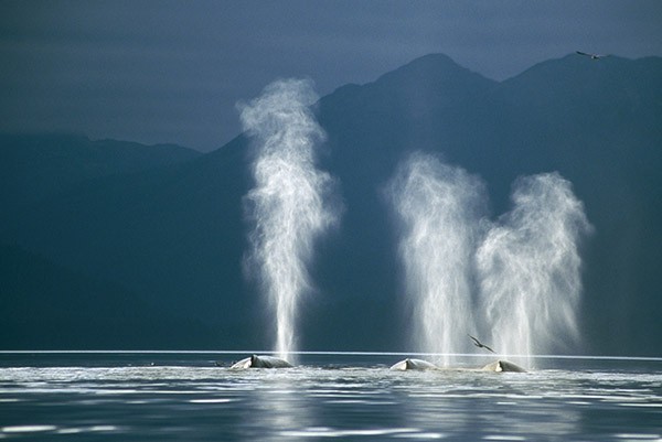 Three surfaced Humpback Whales blow spray into the air while a bird flies past.