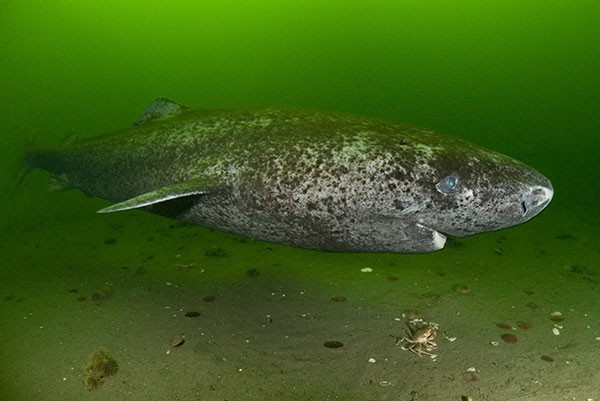 A Greenland shark (Somniosus microcephalus) swims through green tinted water just above the seabed