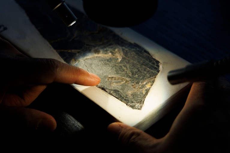 A small grey slab of stone under a microscope, lit with a torch to highlight a tiny bird fossil embedded in the rock