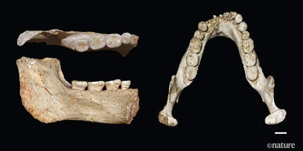 Ancient hominin fossils from Casablanca, Morocco.