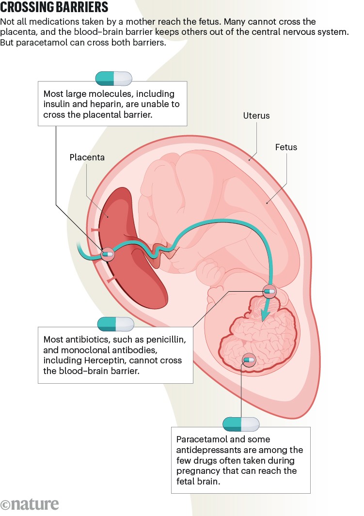 Crossing barriers: A diagram illustrates a pregnant woman, and that not all medications taken by a mother reach the fetus.