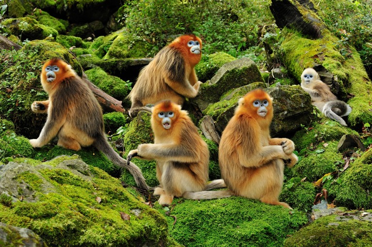 A group of golden snub-nosed monkeys crouching on mossy rocks