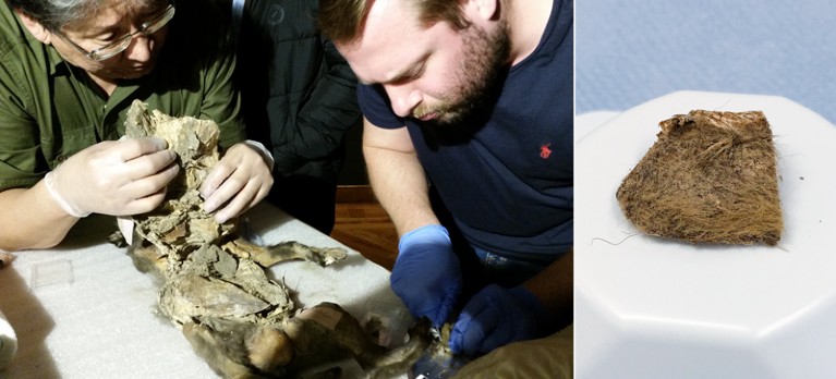 Composite image of two scientists performing an autopsy on a mummified wolf puppy, and a fragment of woolly rhinoceros tissue which appears to be covered in long hairs