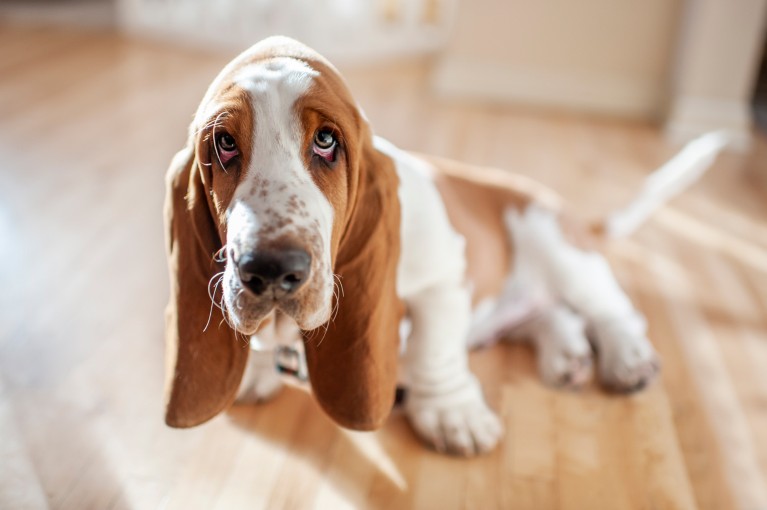Close-up of a Basset hound puppy looking at the camera