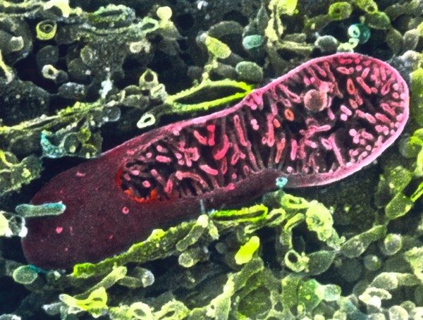 A scanning electron micrograph of a pink-coloured single mitochondrion sitting in amongst green coloured cytoplasm.