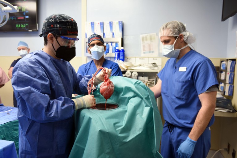 A surgeons in scrubs and a face mask lifts a pig heart out of a dish covered in a surgical drape as other surgeons look on.