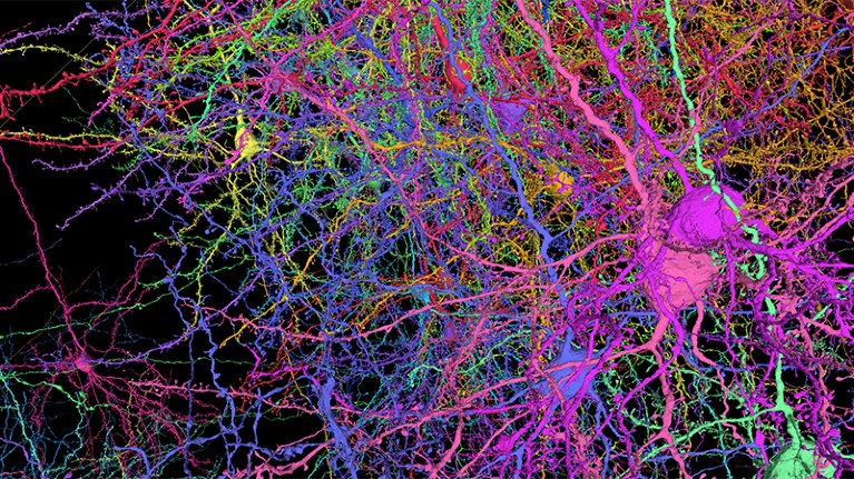 A 3D visualisation of a tangle of brightly coloured branching neurons.