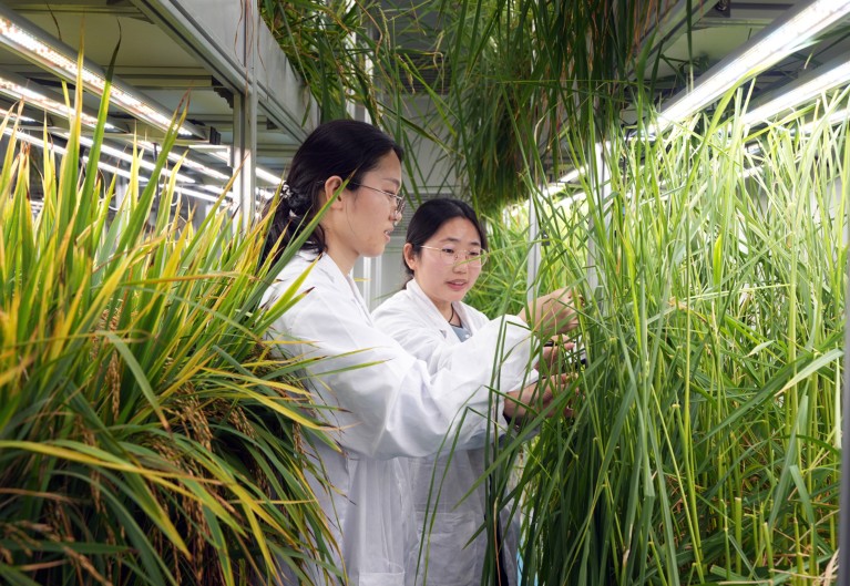 Two researchers in white lab coats inspecting long grassy plants growing on shelves under bright lights in a plant factory in China