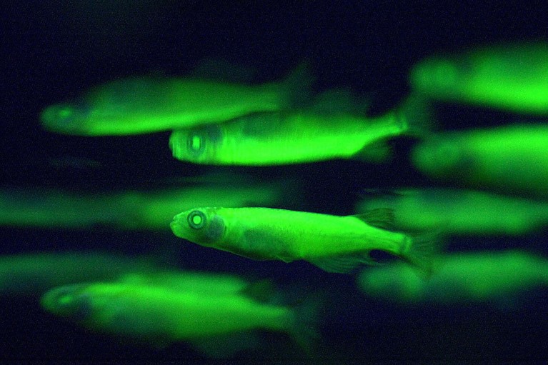 A group of systemic fluorescent transgenic fish, TK-1, swimming in a tank.