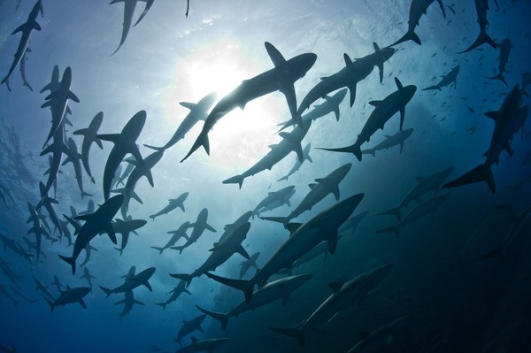 View from below of a large school of silky sharks silhouetted against the sun shining through the surface of the sea