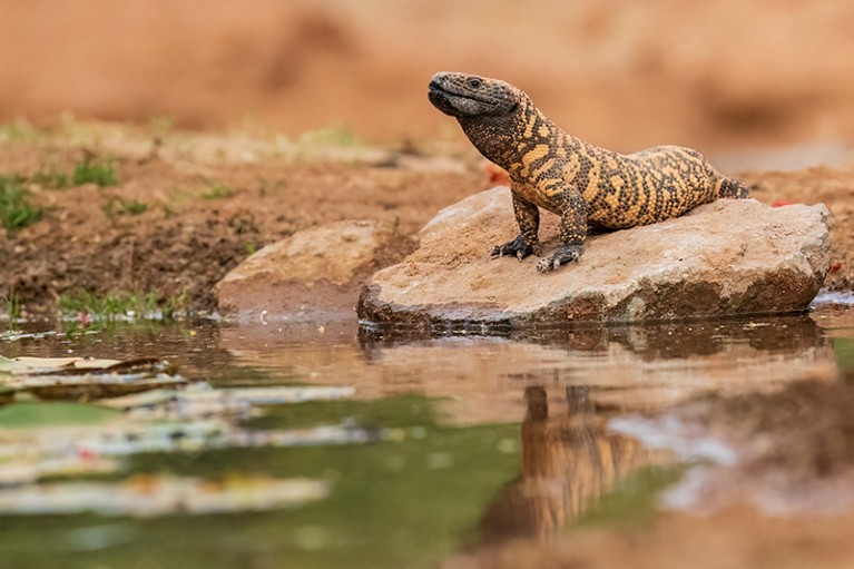A reptile with an orange‑and‑black patterned body rests on a rock beside a shallow body of water.