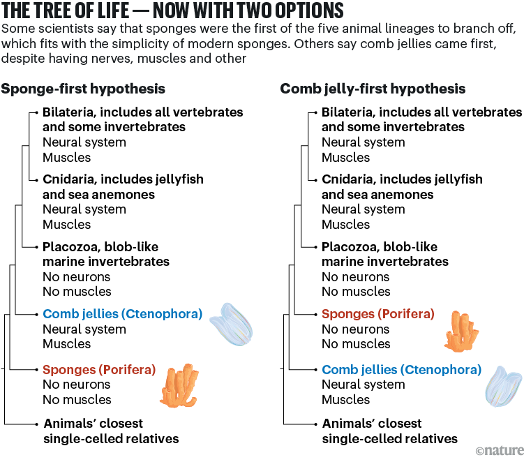 THE TREE OF LIFE – NOW WITH TWO OPTIONS: A side-by-side diagram of two competing animal family trees, showing how understanding of evolutionary relationships changes depending on whether sponges or comb jellies are considered the earliest-branching animal lineage.