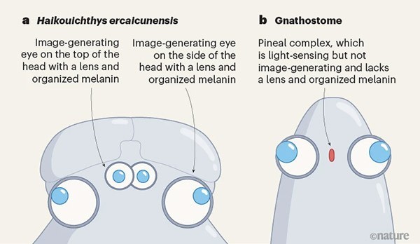 An infographic illustrating the distinct image-generating eyes in Haikouichthys ercaicunensis and gnathostomes.