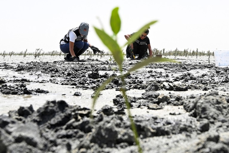 people crouch to plant trees in the coastal water, with a seedling in the foreground.