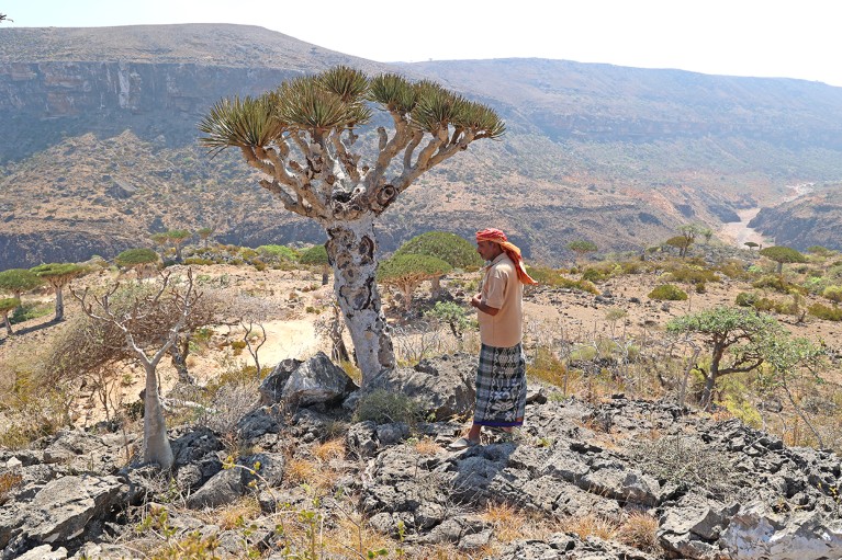 Mohammed Amar measures a healthy tree in this protected parcel of mountainous land in Socotra, an island in Yemen.