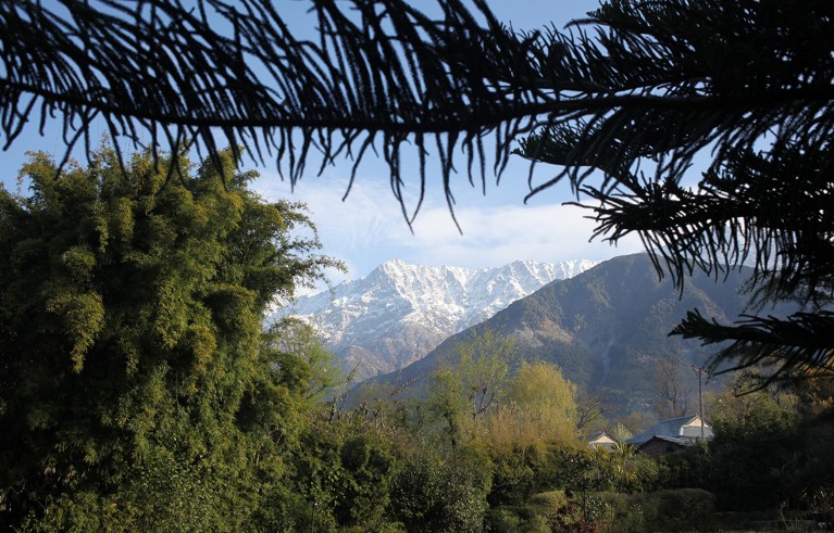 Планински врхови прекривени снегом, виђени између дрвећа у шуми.