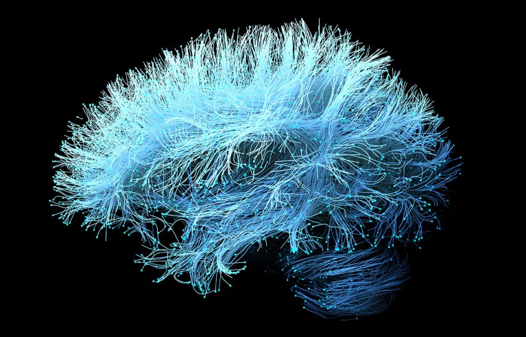 An illustration of human brain nerve tracts based on MRI data.
