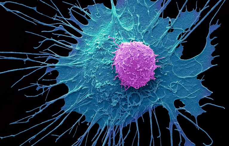 Engineered T-cell (pink) upon a prostate cancer cell.