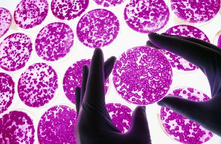 Gloved hands hold a petri dish filled with bright pink cells, surrounded by other petri dishes filled wih pink cells.
