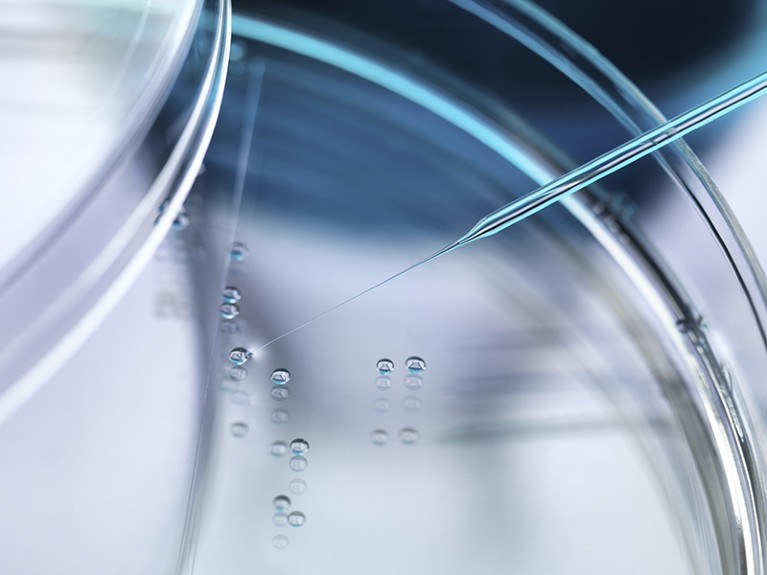 A glass pipette touching a cell, surrounded by other cells inside a petri dish.