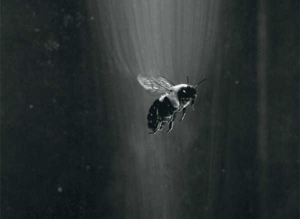 Animated sequence from a high-speed video clip of a Common Eastern Bumble Bee flying in an visualized air stream.