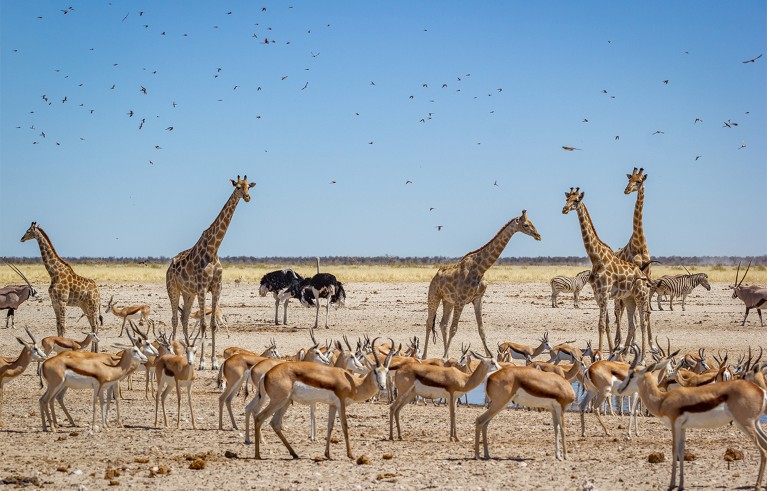 Жирафе, орикс и извориште стоје близу водене рупе по сунчаном дану у Намибији, Африка.