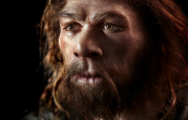 Reconstruction of a Neanderthal man (Homo neanderthalensis) with brown beard and hair.
