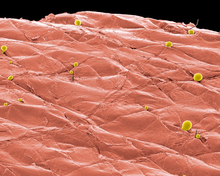 Coloured environmental scanning electron micrograph shows the flattened keratinised outer layer of the skin, in pink, and sweat and oil droplets in yellow.